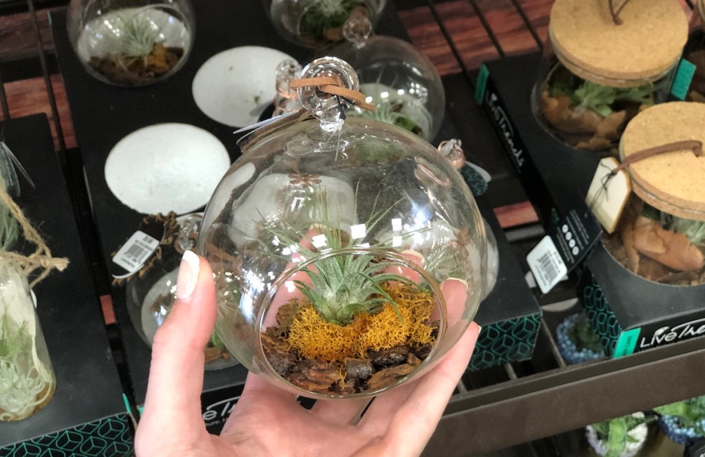 air plant and moss in glass pendant