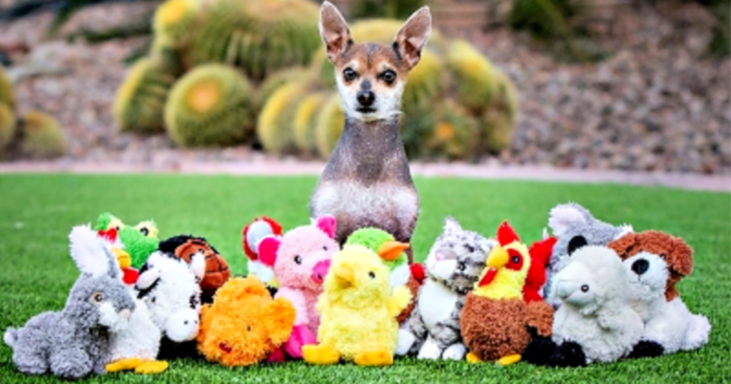 Multipet Look Whose Talking Dog toys with dog on lawn