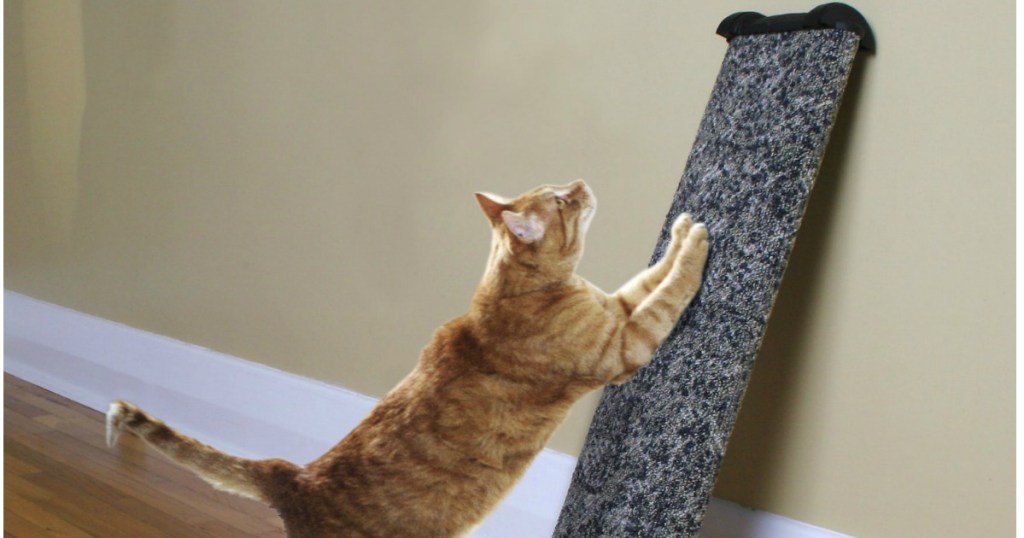 cat is scratching on an Omega Paw Lean-It Cat Scratching Post