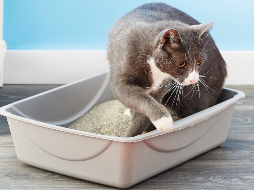 cat standing in Petmate Little Pan