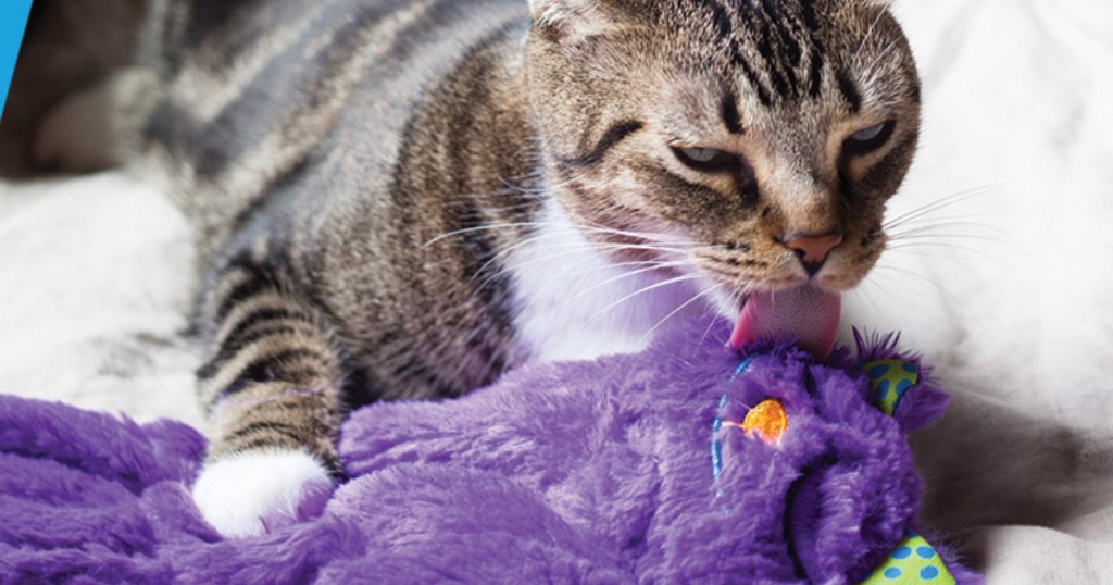 Cat licking petstages purr pollow