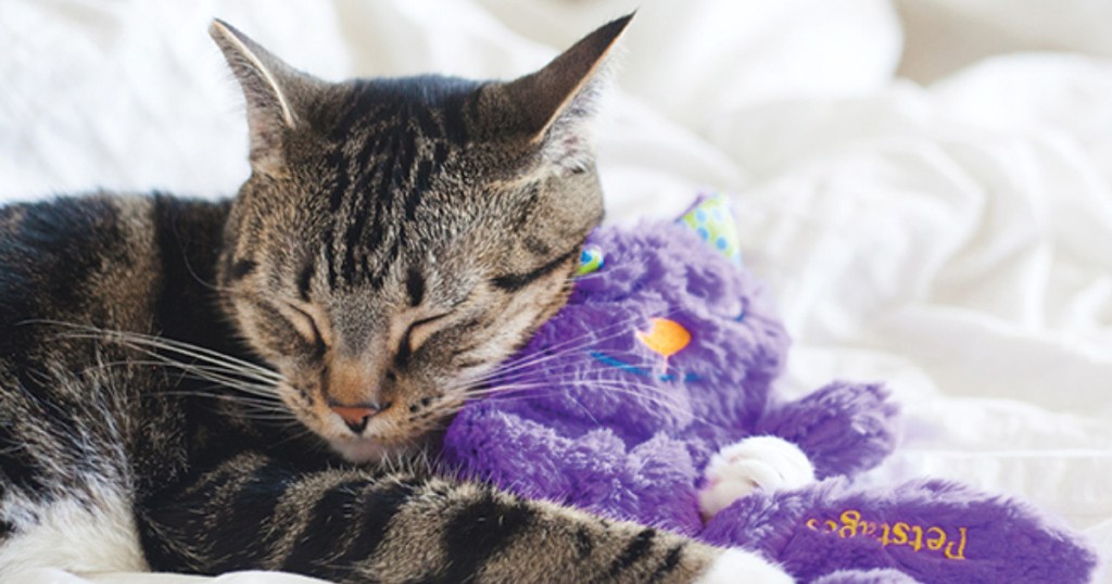 cat sleeping with petstages purr pillow