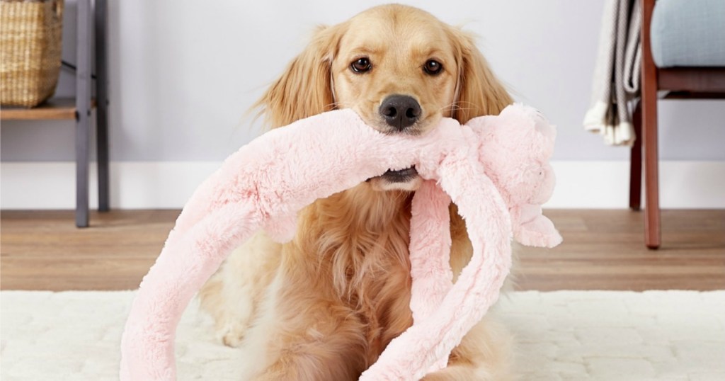 Pink Pig Dog Toy in retriever's mouth