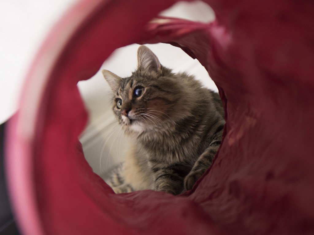 SmartyKat Hideout, Tunnel and Playmat Cat Toys 