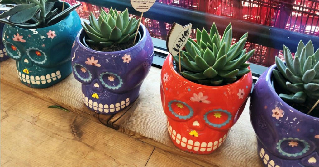 Succulent Skulls at Trader Joe's