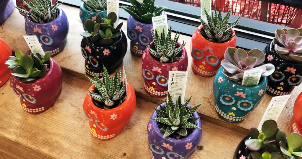 Succulent Skulls on Trader Joes shelf