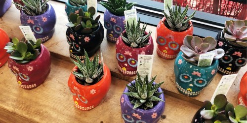 Day of the Dead Succulents Only $3.99 at Trader Joe’s