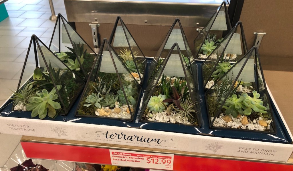 Terarriums at ALDI