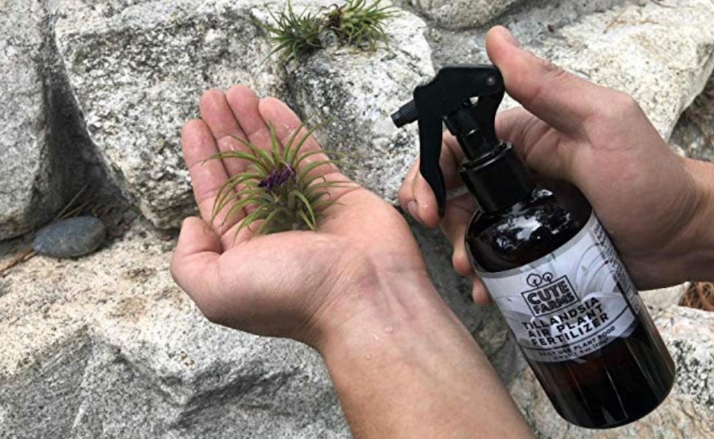 hands holding air plants and fertilizer spray bottle