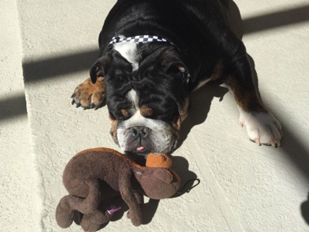 amazon deedle dude toy by dog