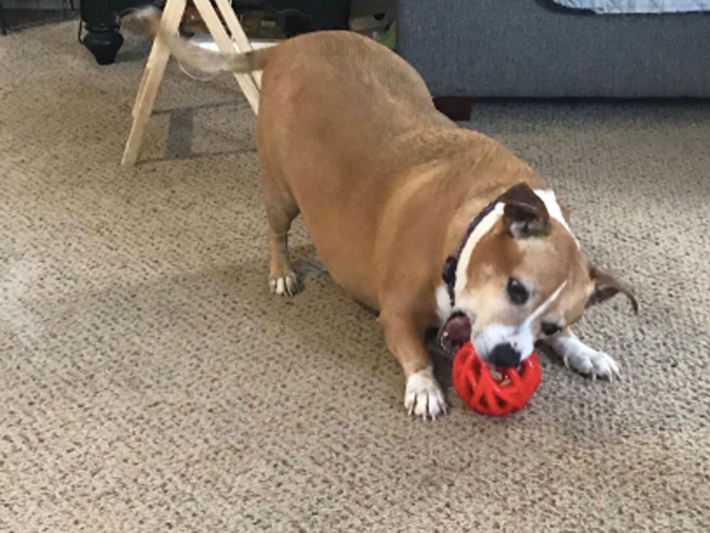 amazon milkbone active treat dispensing toy