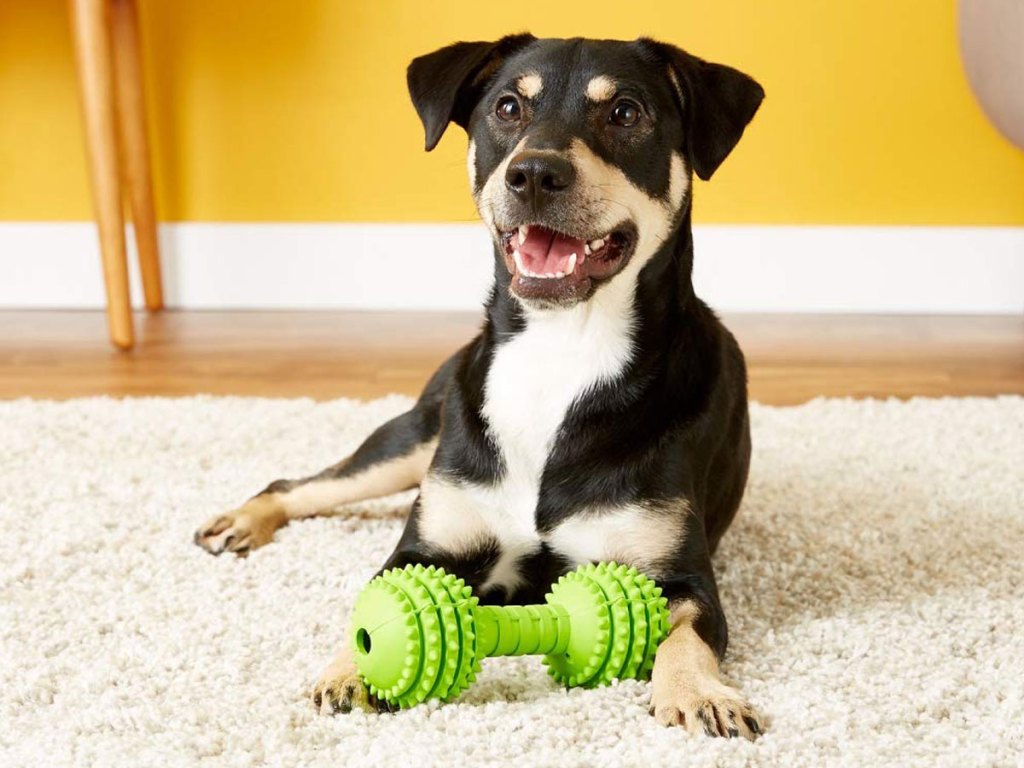 jw pet dog chompion toy
