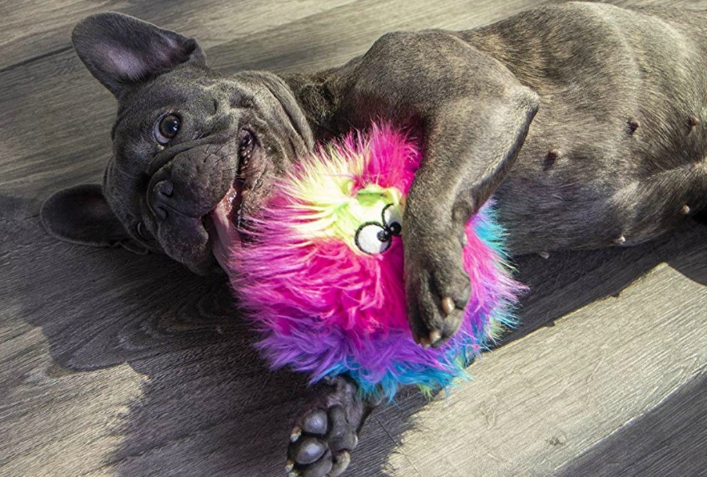 Dog playing with rainbow furry plush dog toy