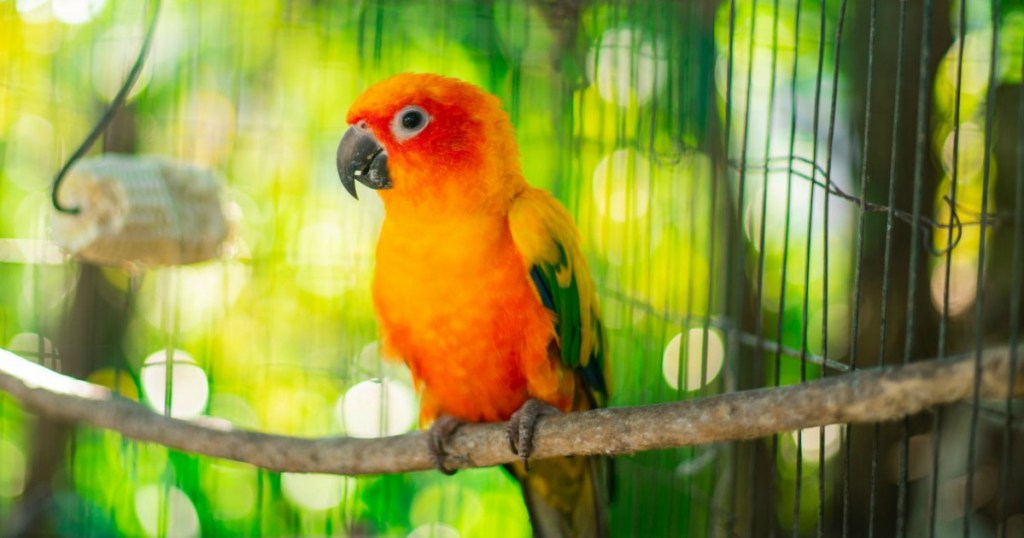 orange bird in a cage
