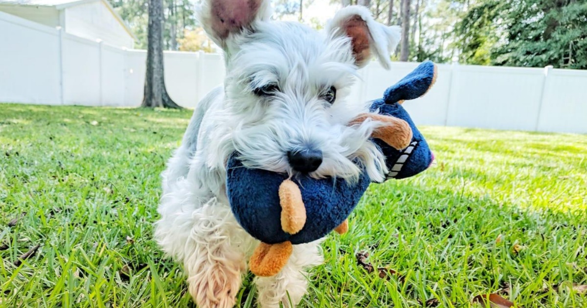 Small white dog with plush mouse dog toy in it's mouth, running in the yard