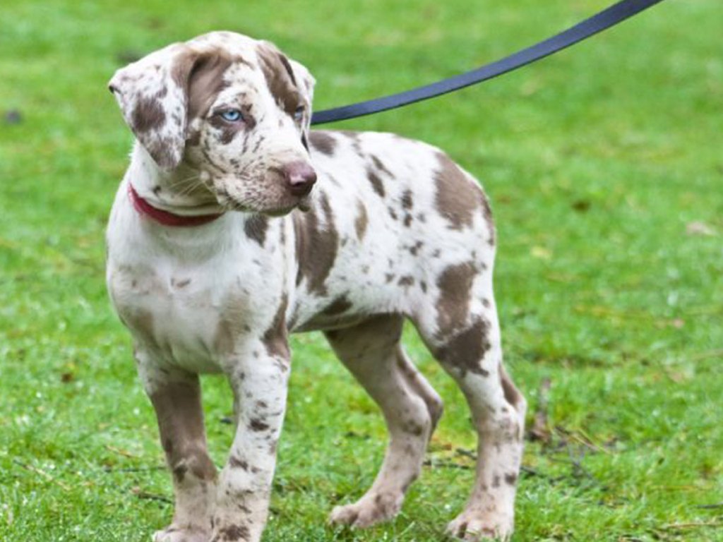 dog on leash