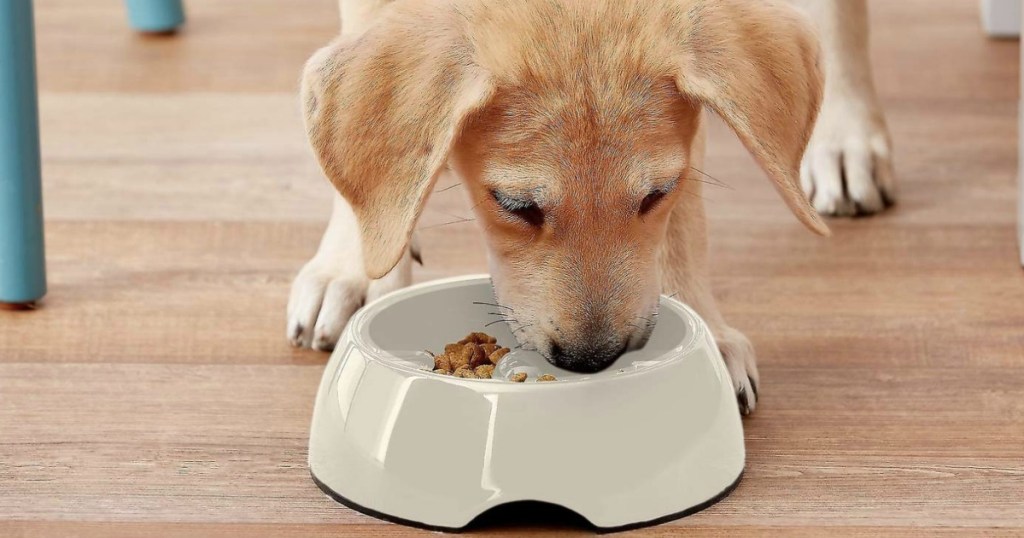 puppy eating out of white dog dish