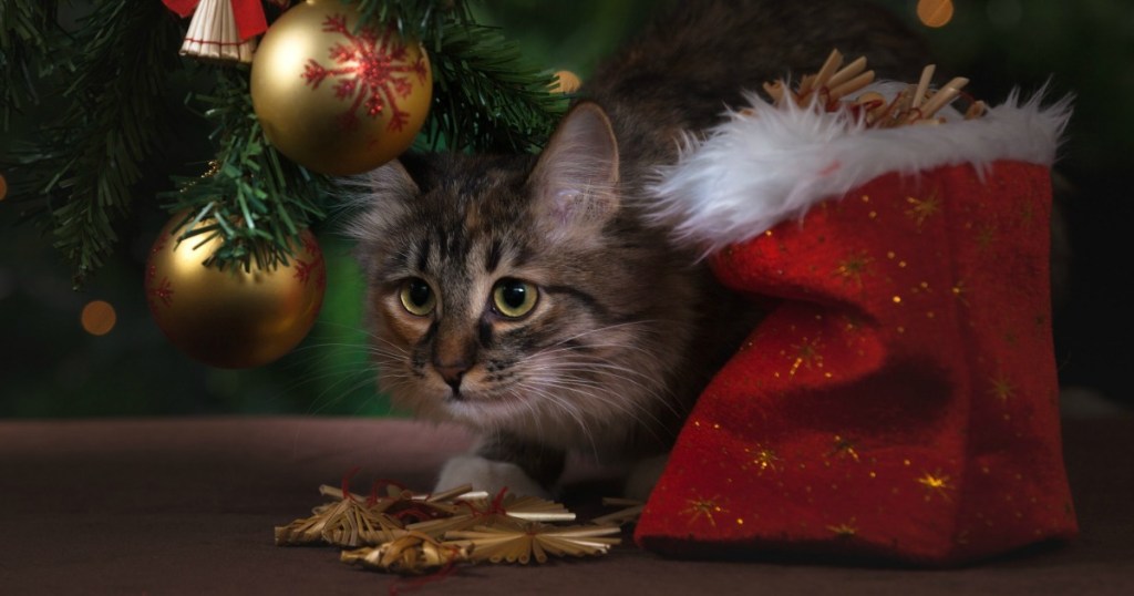 cat next to Christmas tree and stocking