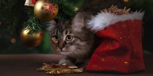Trader Joe’s is Releasing an Advent Calendar for Cats