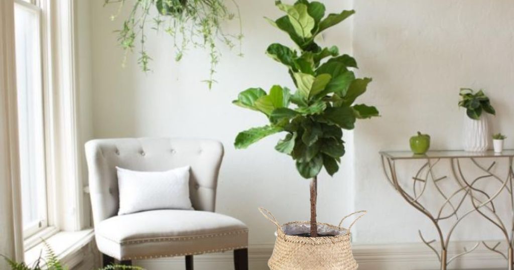 Fig Leaf Tree in the living room