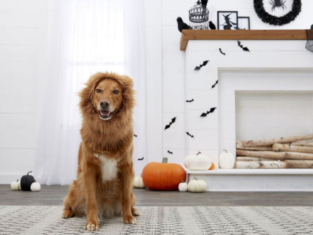 Frisco Lion Mane Dog Costume
