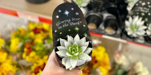 Glowing Star in the Dark Succulents Only $5.99 at ALDI