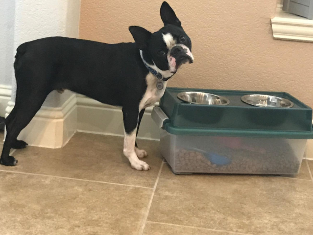 black and white dog standing by two-bowl dog feeder