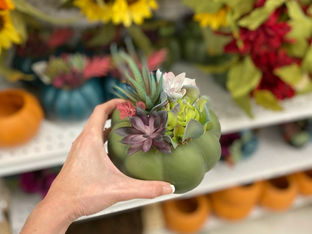 Joann's Pumpkin Succulent