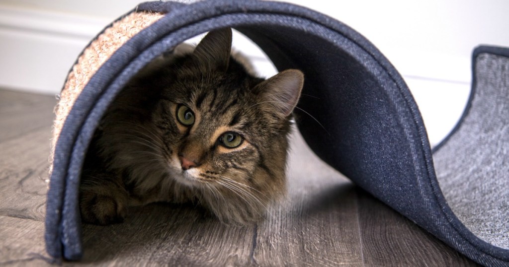 Pet Curl Scratcher with cat hiding under it