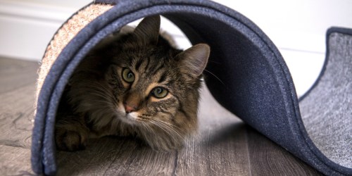 Up to 60% Off Cat Scratchers at Walmart.com