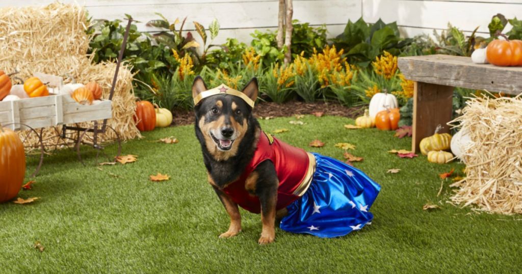 Rubie's Costume Company Wonder Woman Dog & Cat Costume
