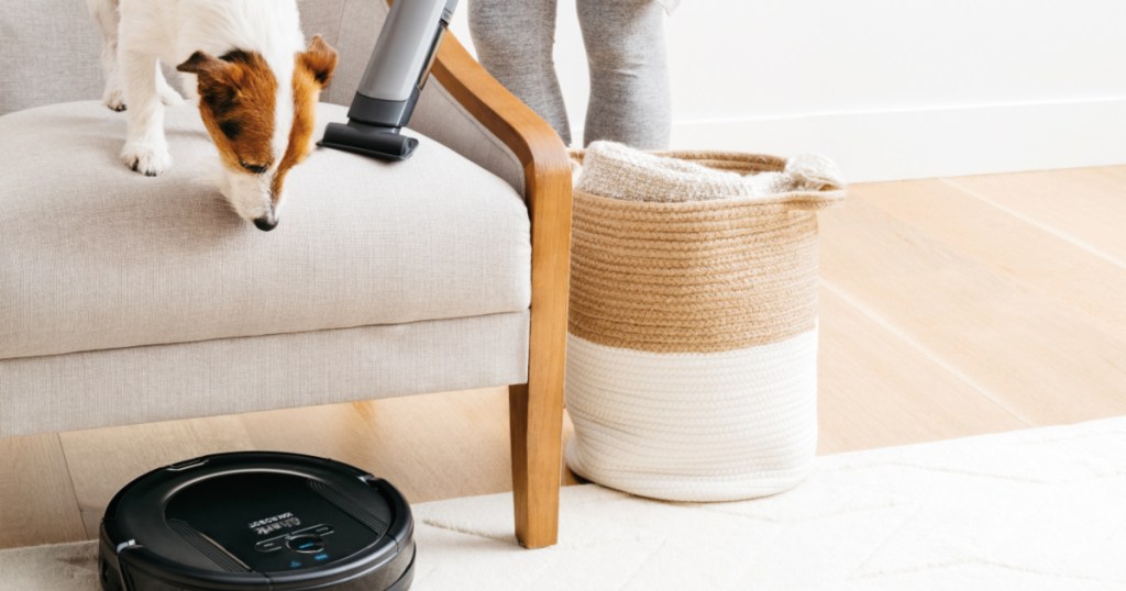 dog on chair looking at shark ion robot vacuum on floor