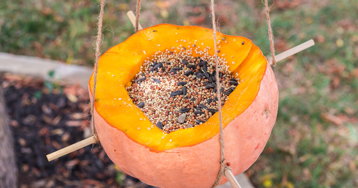 pumpkin bird feeder