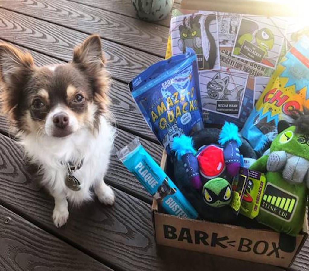 small brown and white dog sitting next to barkbox 