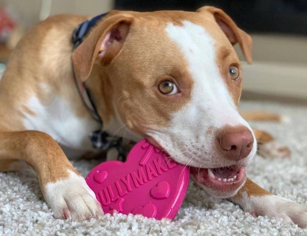 dog chewing on pink bulymake heart