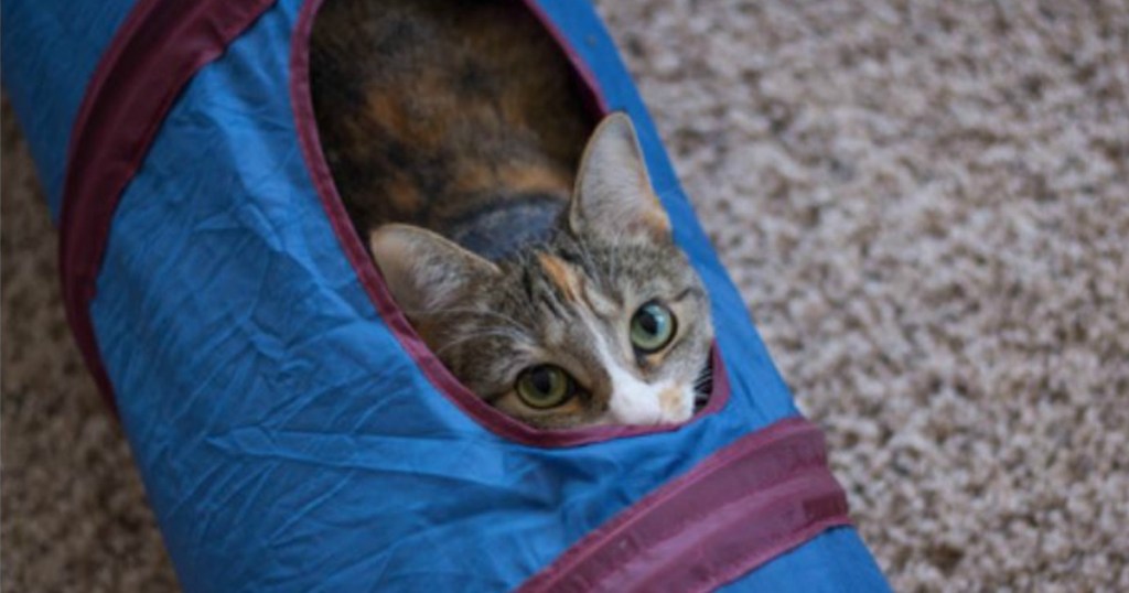 cat peering out of tunnel