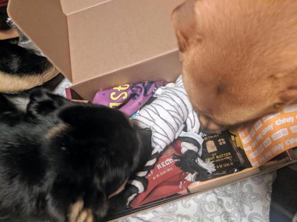 two dogs sniffing chewy goodie box