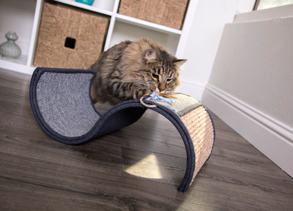 cat climbing on Pet Curl Scratcher 