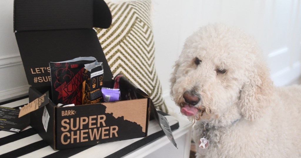white dog next to super chewer subscription box