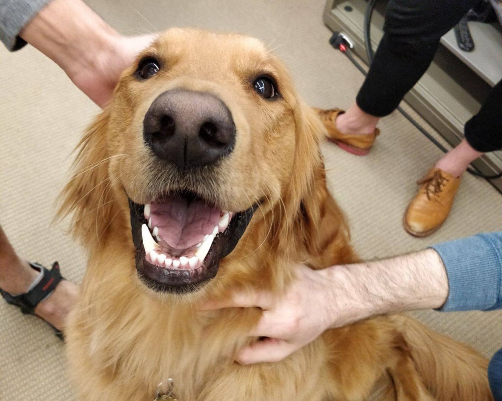 harvard library dog