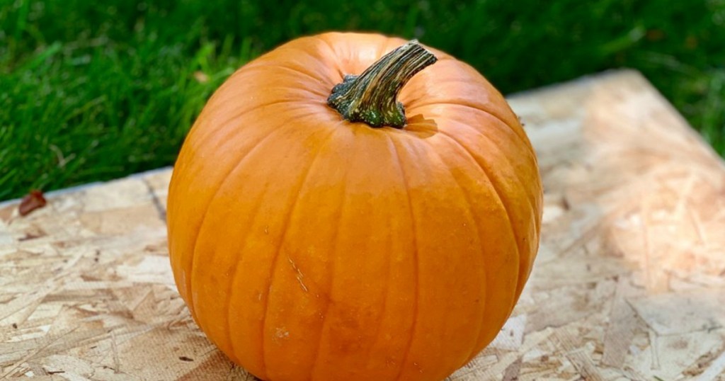 pumpkin on plywood outside