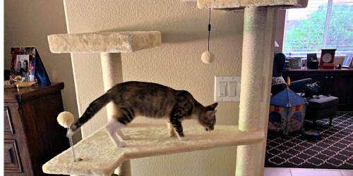 AmazonBasics 70.5″ Multi-Level Cat Tree Only $41.76 Shipped (Regularly $56)