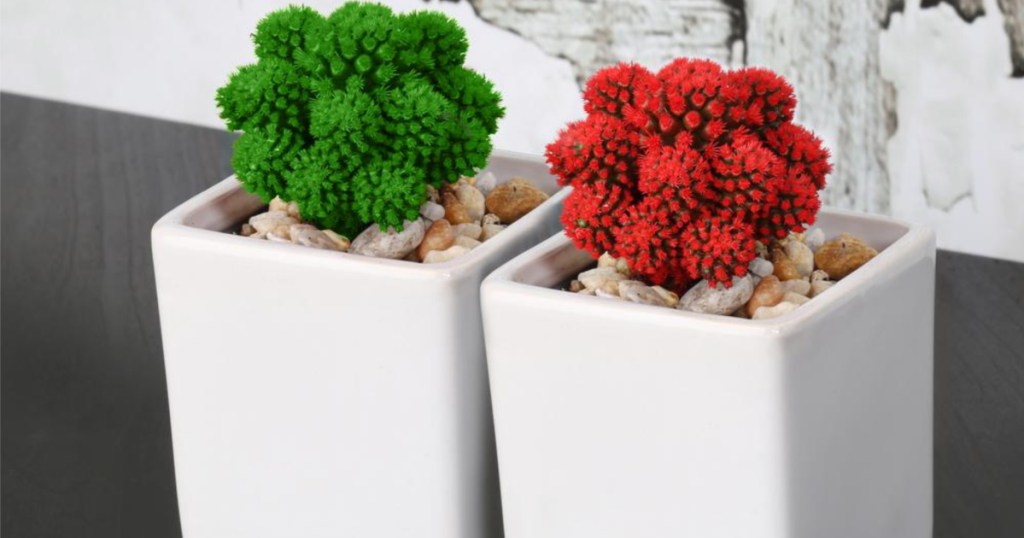 two costa farms live potted christmas plants