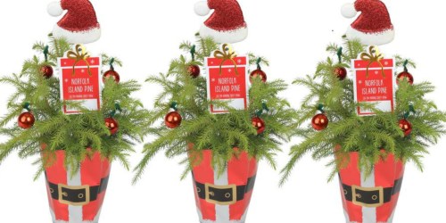 Fresh Christmas-Tree Like Plants 3-Pack Only $24.77 Shipped | Decorated w/ Holiday Ornaments