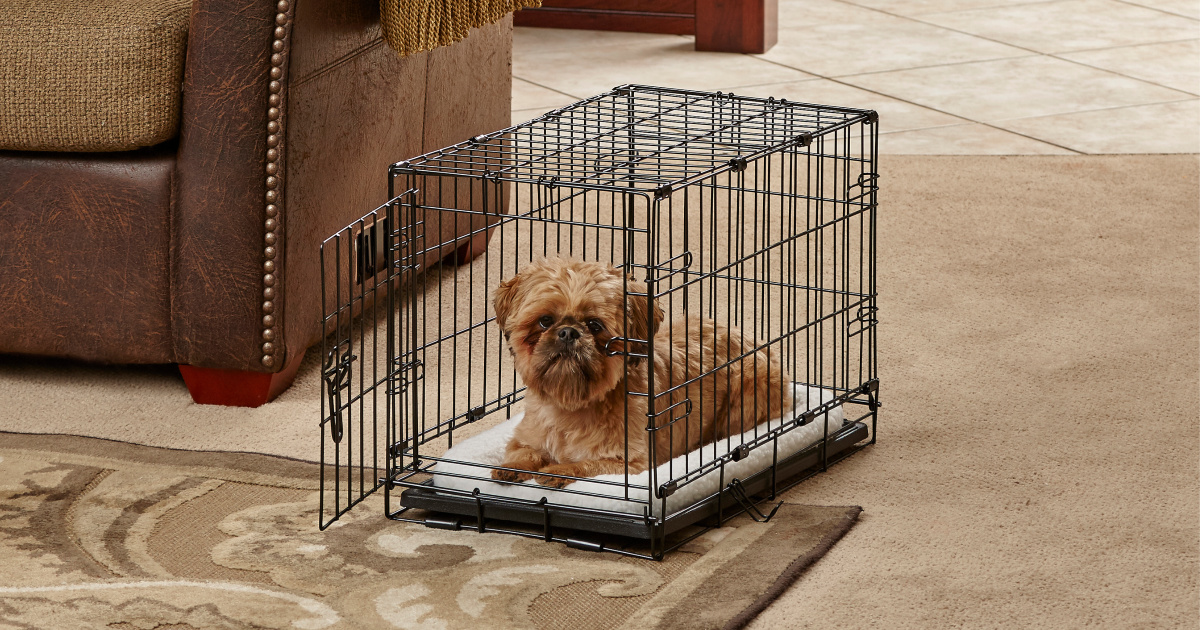 little-dog-in-crate