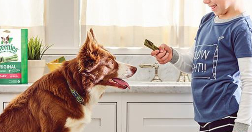 kid hanging Greenies Dog Treat to dog in kitchen