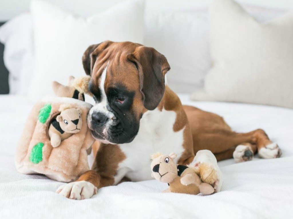 dog on bed with squirrel toys