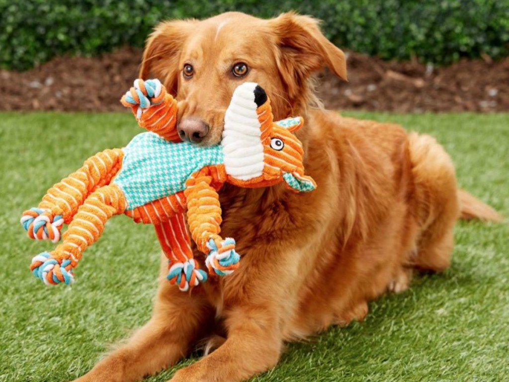 golden retreiver dog holding orange toy in his mouth