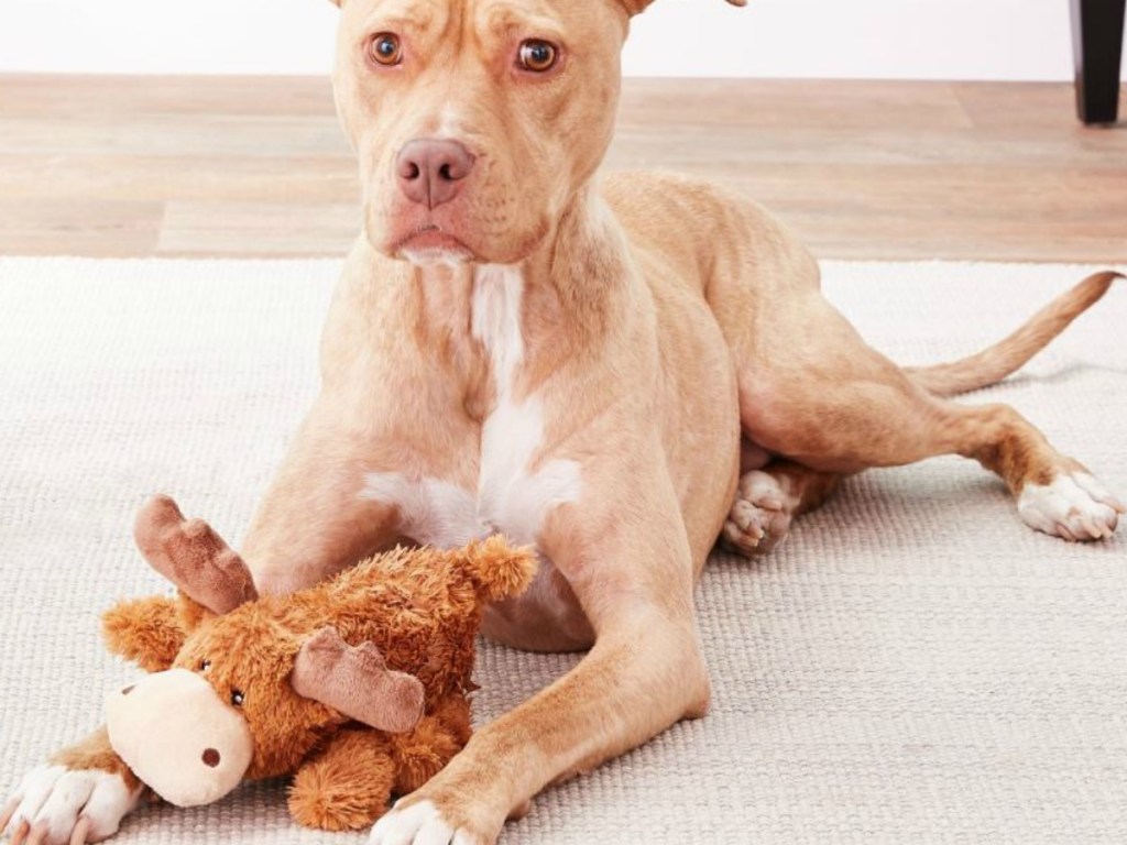 fawn colored puppy with moose plush toy