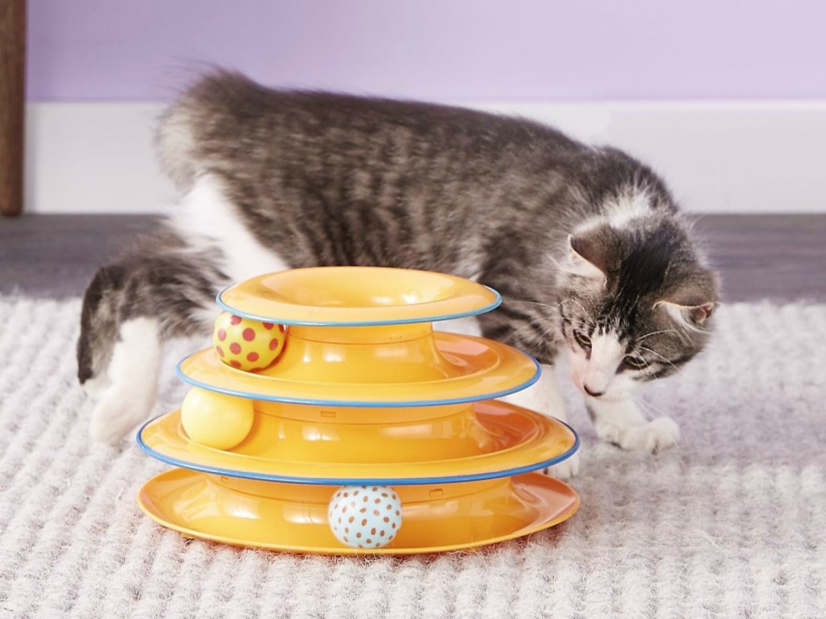 cat playing with yellow toy and balls